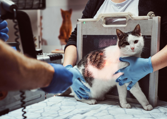 Pet-Laboratory-Diagnostics