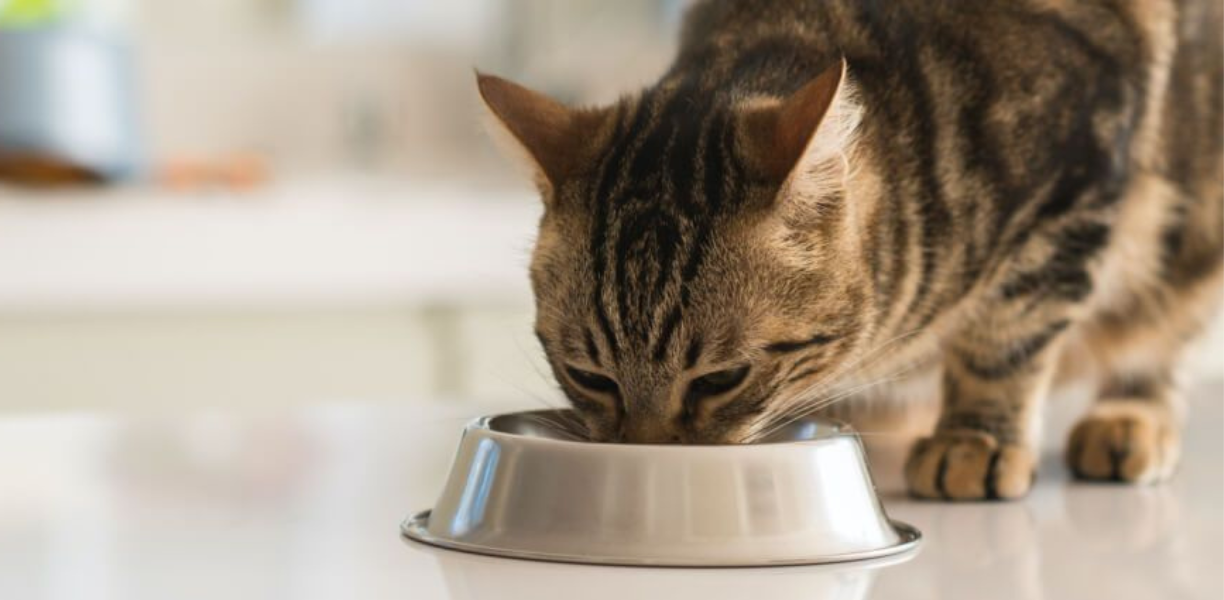 Pet Nutrition In Denver, CO 80206 | Denver Cat Hospital