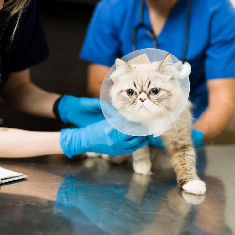 Surgical Services for Cats<br />
