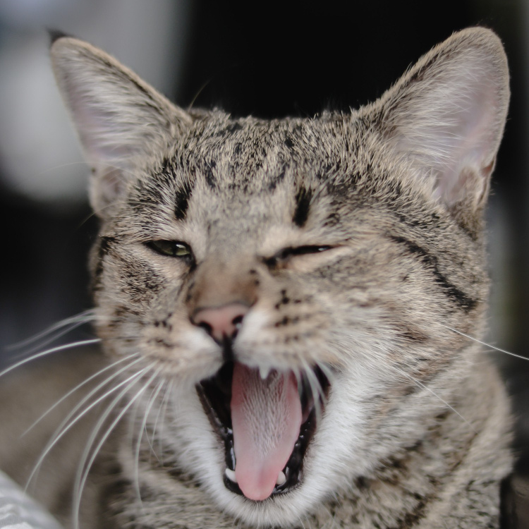 closeup shot of a gray striped cute cat