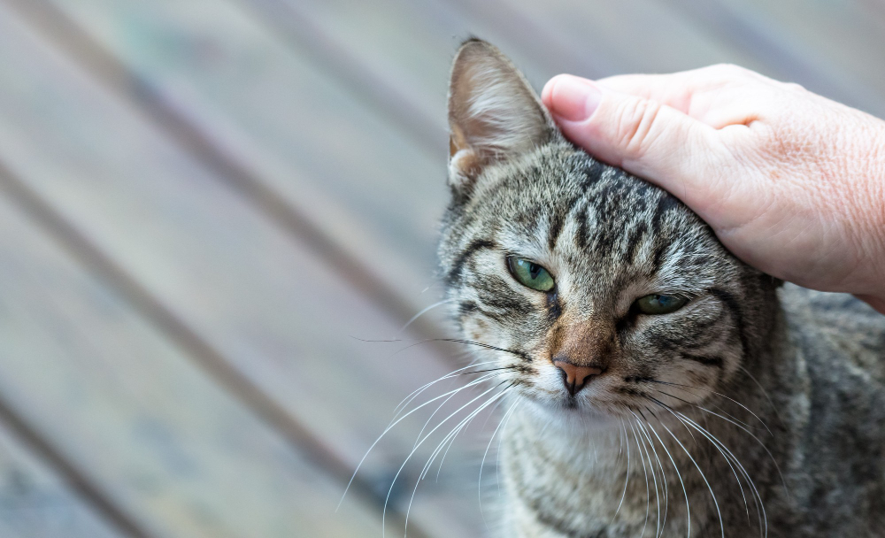 closeup-hand-petting-adorable-gray-striped-cat-1.j