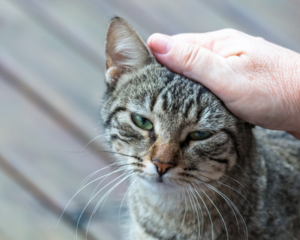 closeup of a hand petting an adorable gray striped cat