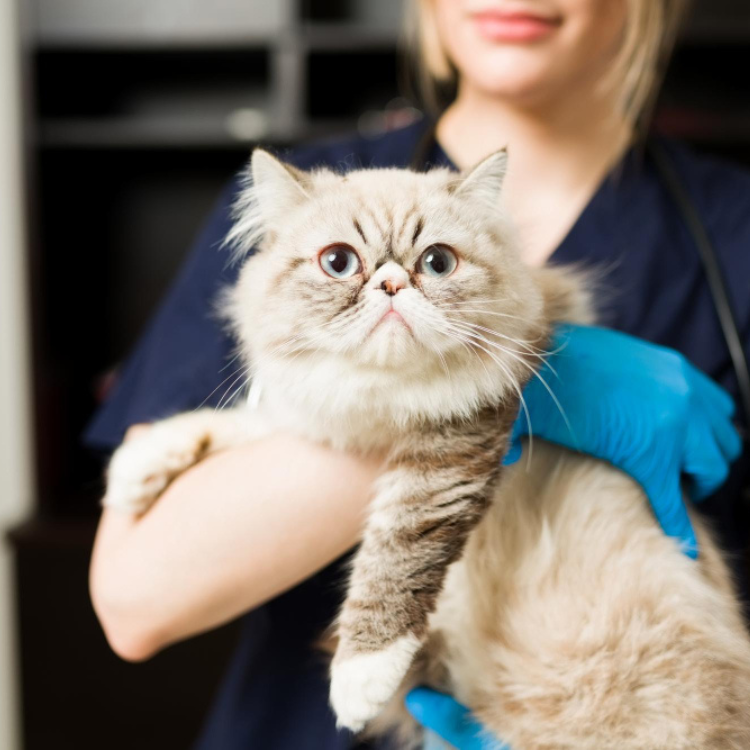 Cute white persian cat in the arms of a female veterinarian with gloves. 