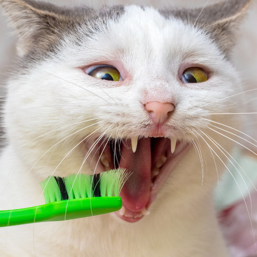 cat-dental-care
