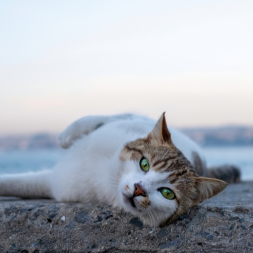 sad-cat-lying-beach