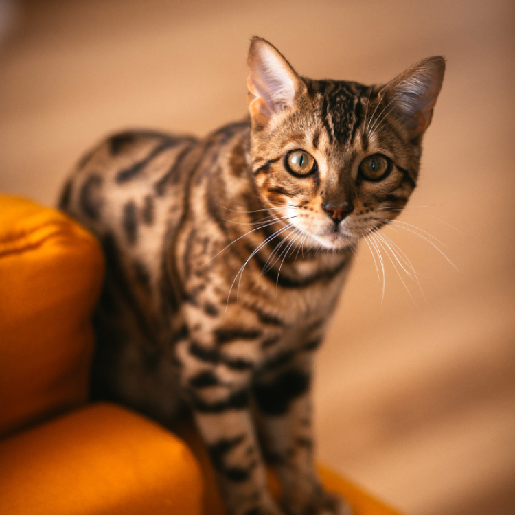 pretty bengal cat stands on yellow couch