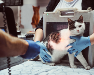  veterinarians make x-ray sick cat on a table in a veterinary clinic