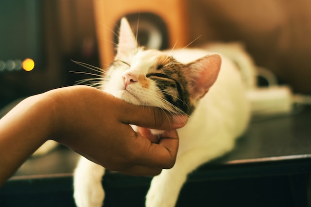 cat-in hand