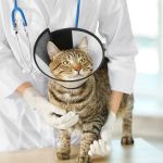 cat with cone and vet